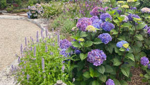 Hydrangeas and Hyssops
