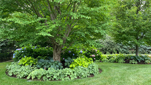 Hostas for Ground Cover