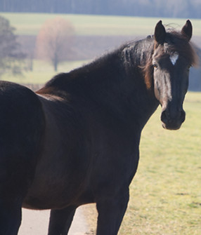 Schwarzes Pferd auf Feldweg, Blick auf Landschaft