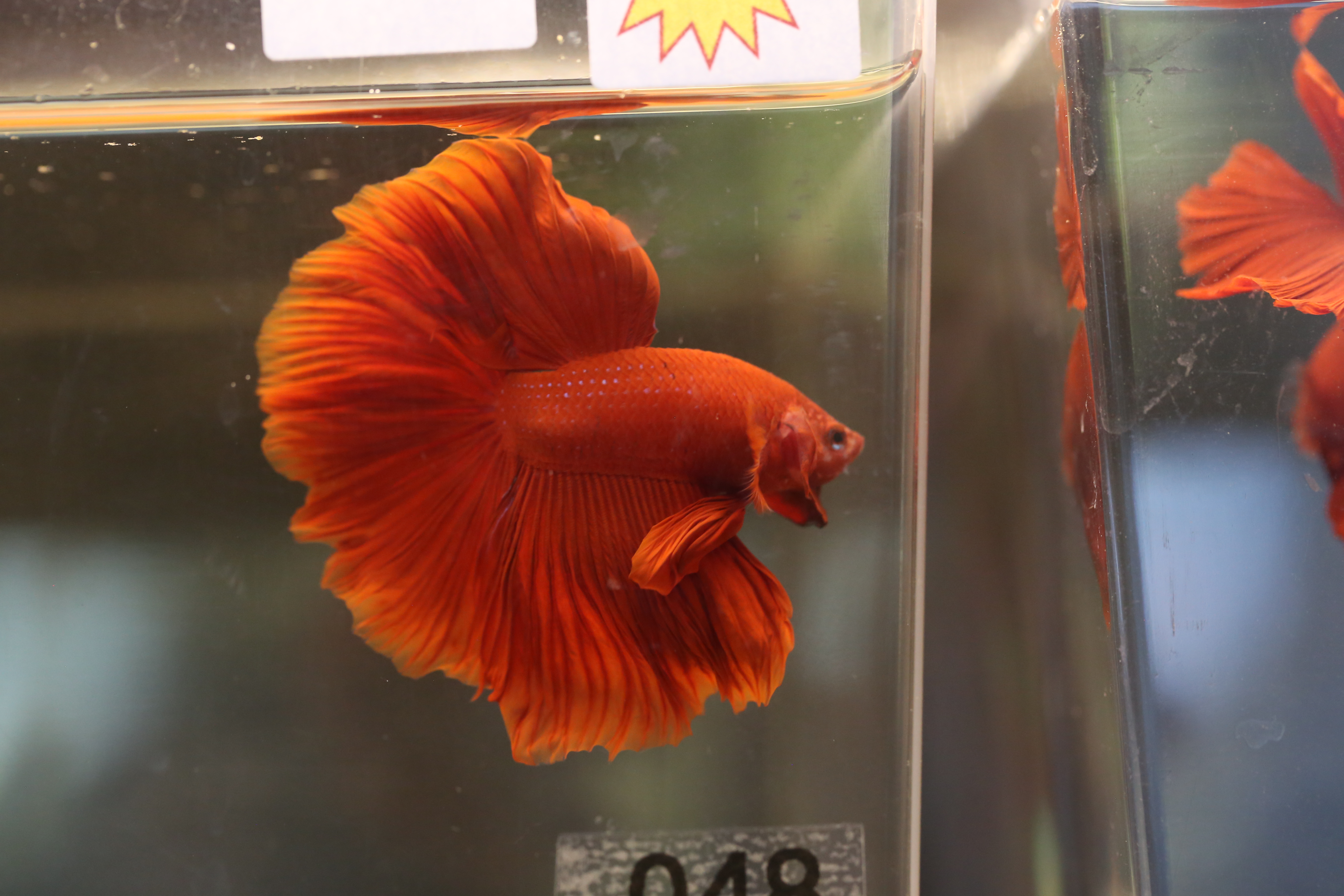 longfin female betta