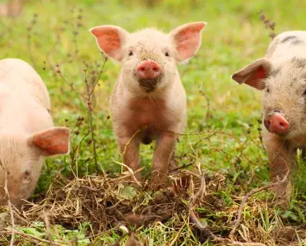 What the Three Little Pigs Can Teach Us About the Climate Crisis Today