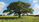 Urban Landscapes as Living Filters: How Shade Trees, Ornamentals and Natives Help Detoxify Heavy‑Metal‑Contaminated Soils