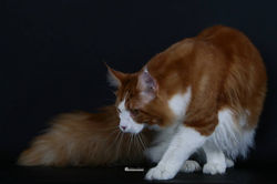 Titan