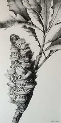 Copy of Peta West_Breath of Life_oroginal graphite drawing _47cmx22cm_edited.jpg