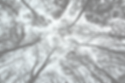 des arbres
