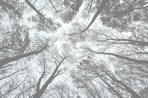 Trees looking up sky branches nature outdoor classroom education learning children kids elementary preschool vertical logo The Creative School Lawrenceburg, KY