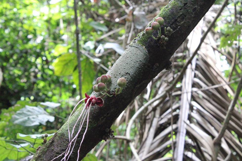 Caulifloria em espécie de cacau (Theobroma sp.)