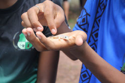 Semana do Meio Ambiente - 2025