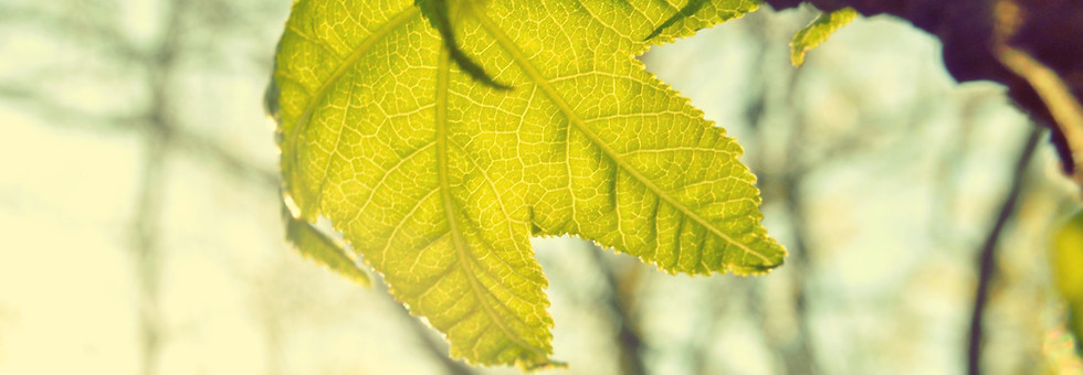Leaf