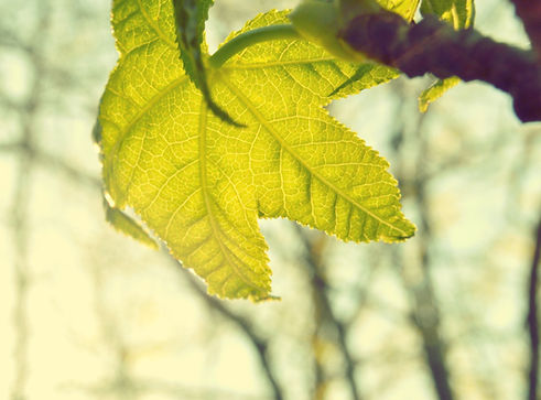 Leaf