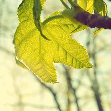 feuille