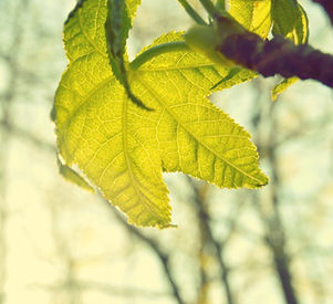 Leaf