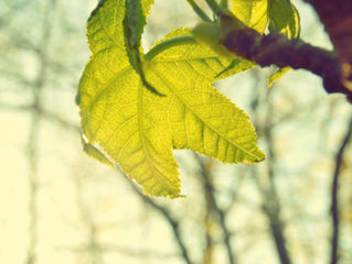 The Wisdom of No Escape: Post Vipassana Meditation Course reflections