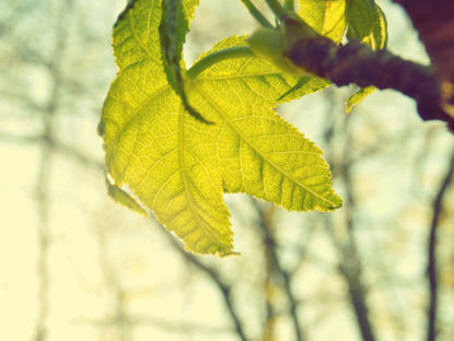 Tree Giveaway Scheduled