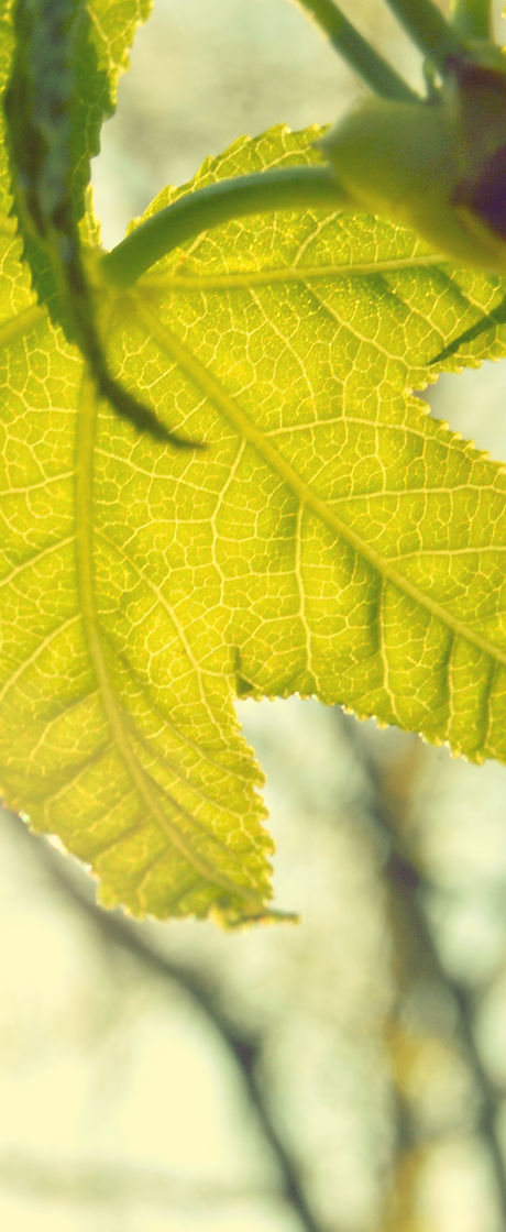 Leaf