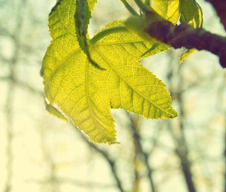 Leaf