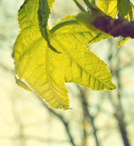Leaf