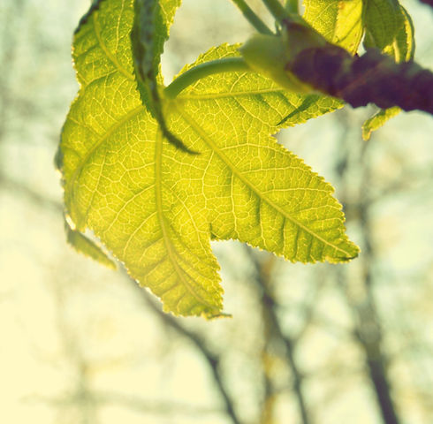 Leaf