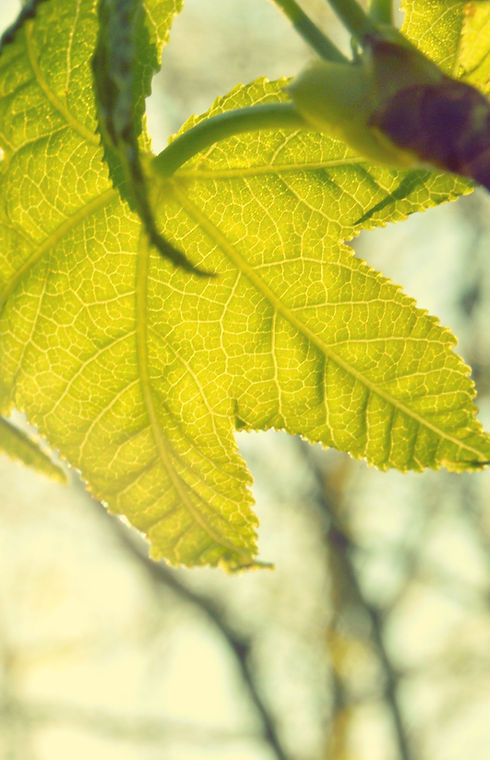 Leaf