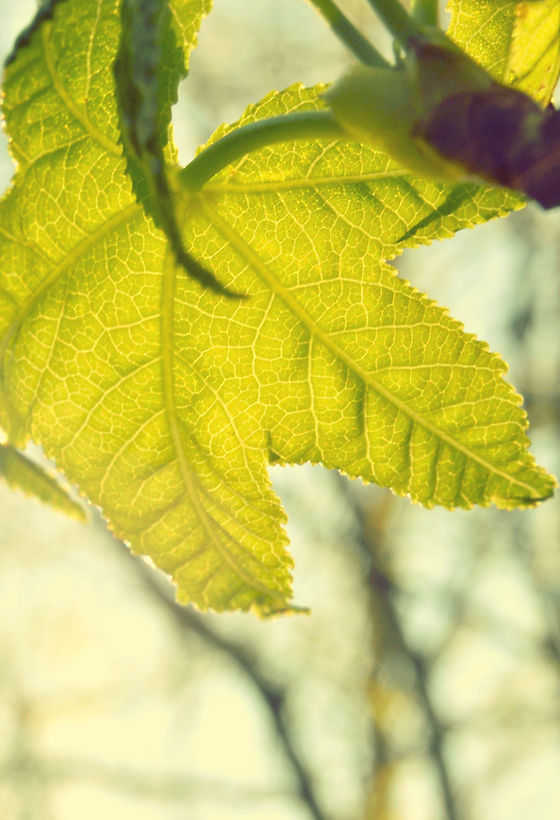 feuille
