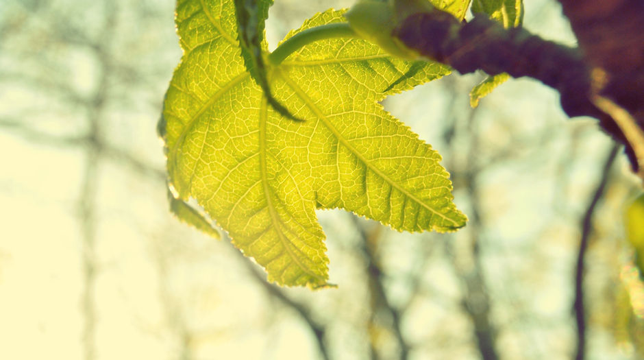 Leaf
