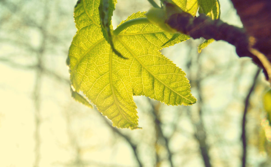 Leaf
