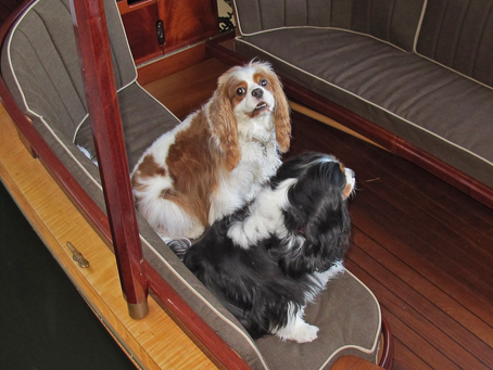pets go electric!