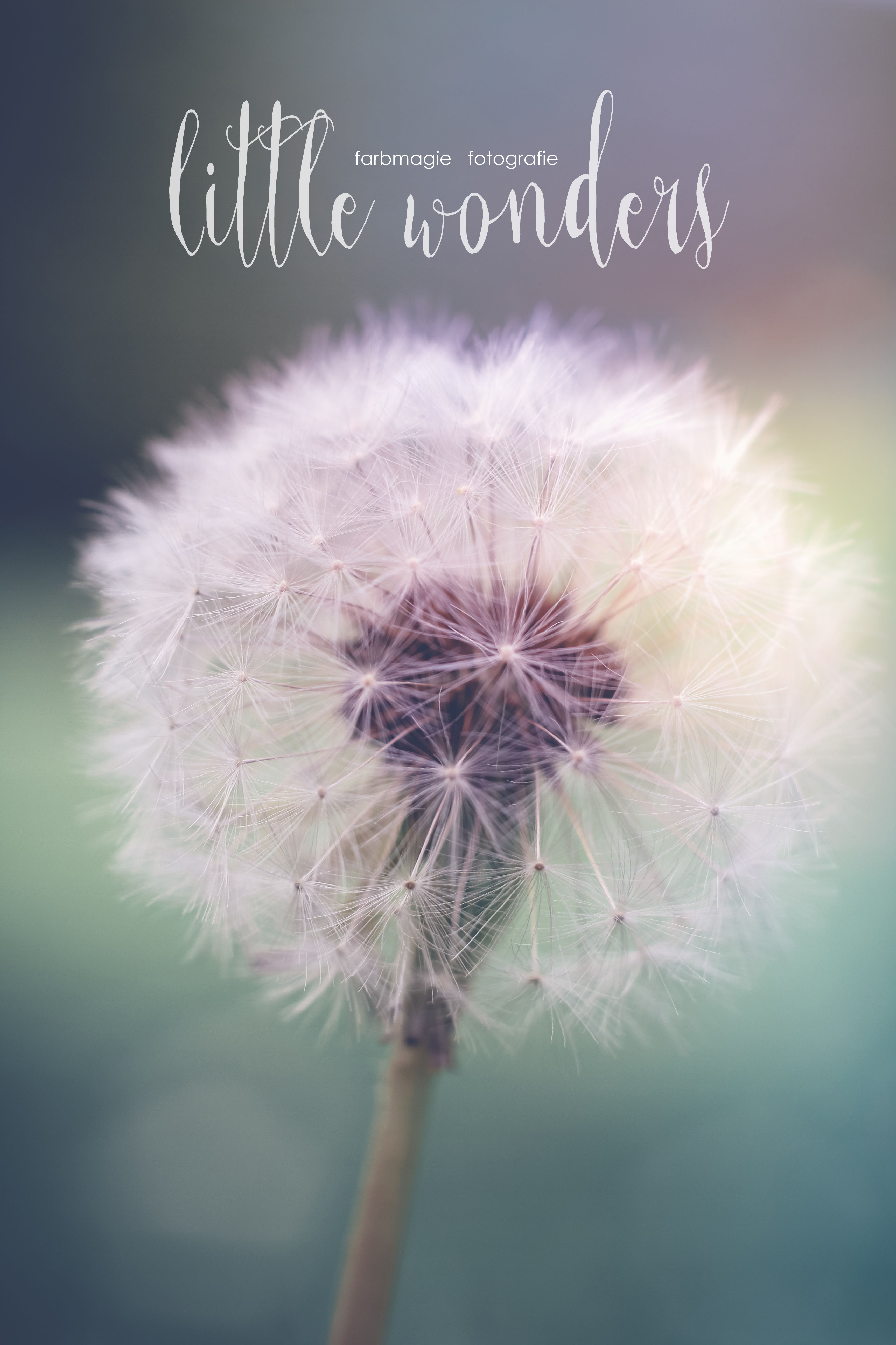 Leinwand rechteckig Hochkant "little beauties2"