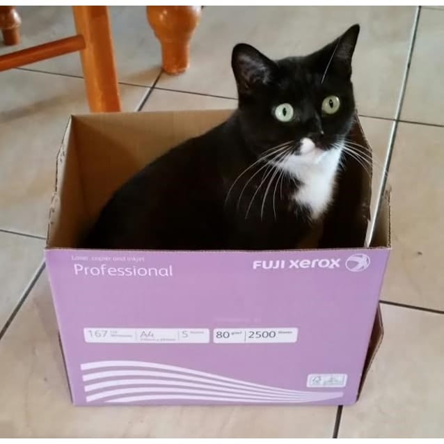 Cats For Adoption Kittenkapersrescue