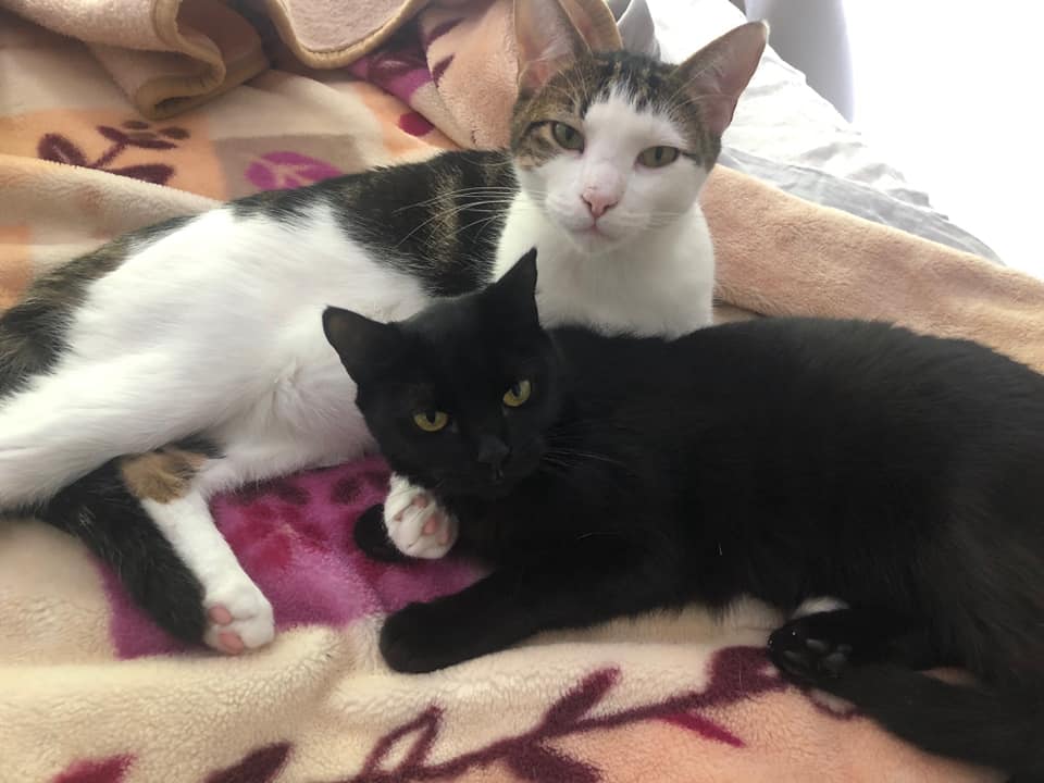 Cats For Adoption Kittenkapersrescue
