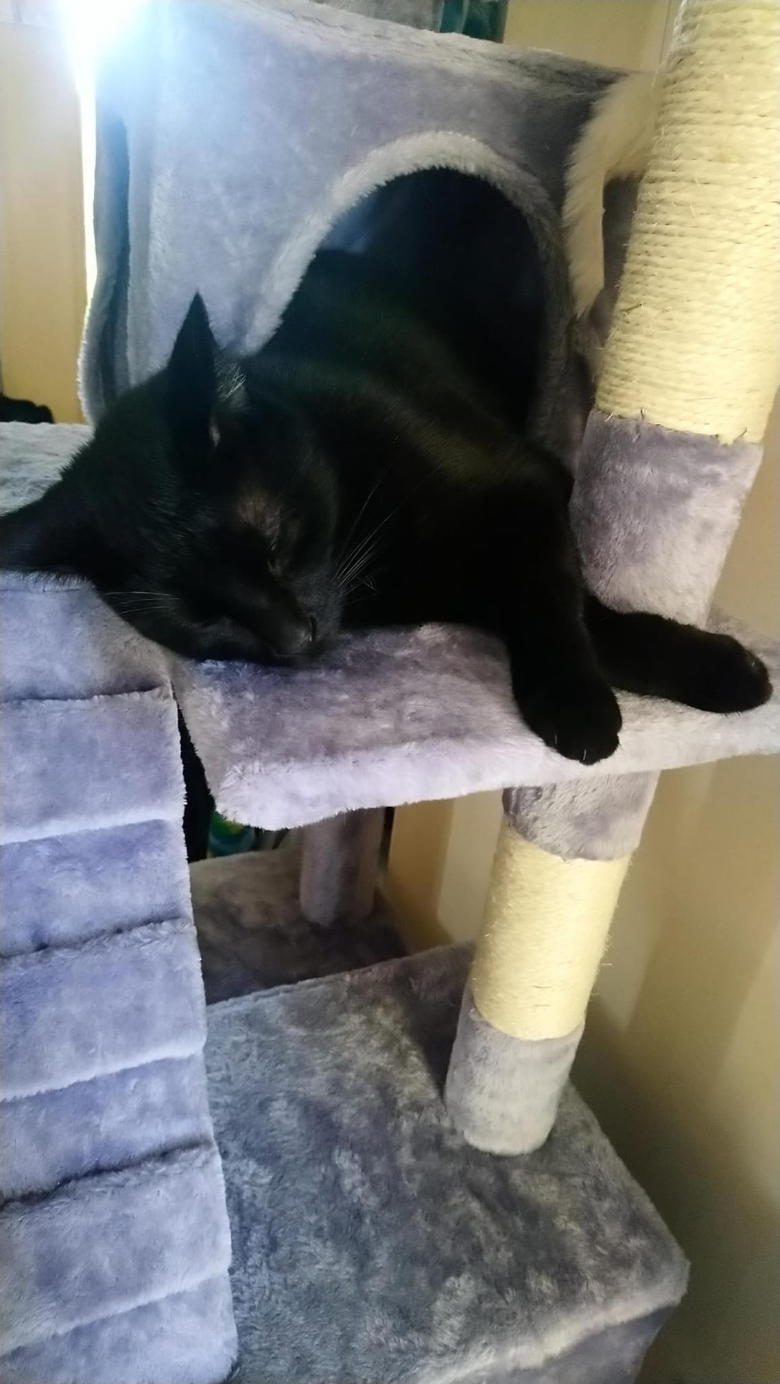 Cats For Adoption Kittenkapersrescue