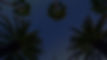 Palm Trees Perspective_edited_edited.jpg
