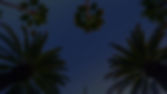 Palm Trees Perspective_edited_edited.jpg