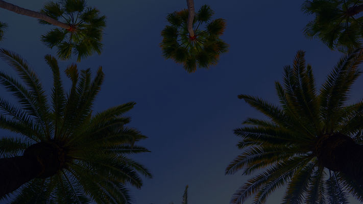 Palm Trees Perspective_edited_edited.jpg
