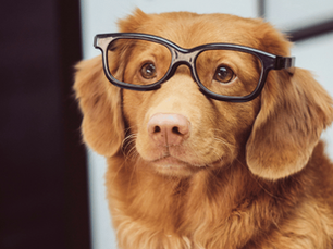 Pet Insurance In The UAE: Navigating Pre-Existing Conditions And Finding The Right Coverage