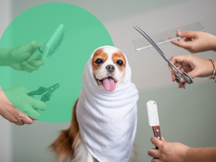 Top 10 Pet Groomers In The UAE: How To Select The Best Services For Your Pet