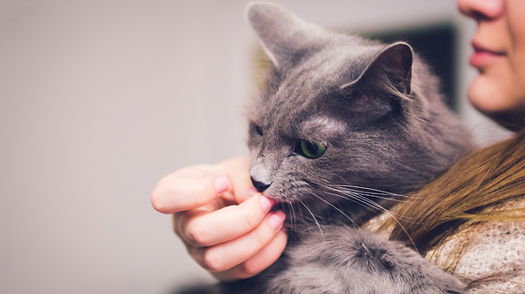Why Do Some Cats Groom Their Humans: Surprising Reasons Revealed