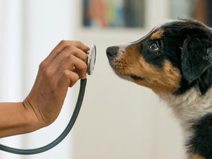 Top 10 Common Pet Health Issues in Dogs and Cats & Their Prevention
