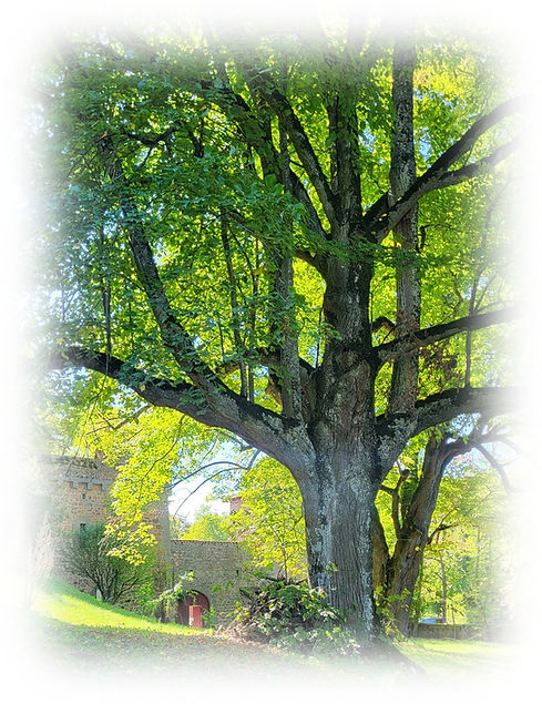 tree.jpg