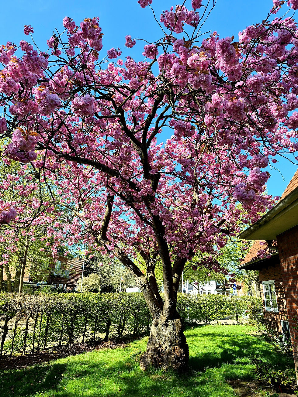 Blühender Kirschbaum im Garten von Oliver Schmidt-Gutzat unter blauem Himmel