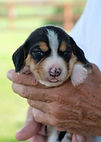 20-09-15 Beagles F Maggie Buddy.jpg