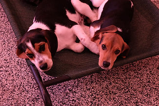 2018-12-05 Beagles (58)Rachel Berner rec