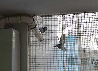 Pigeon Safety Nets in Bangalore