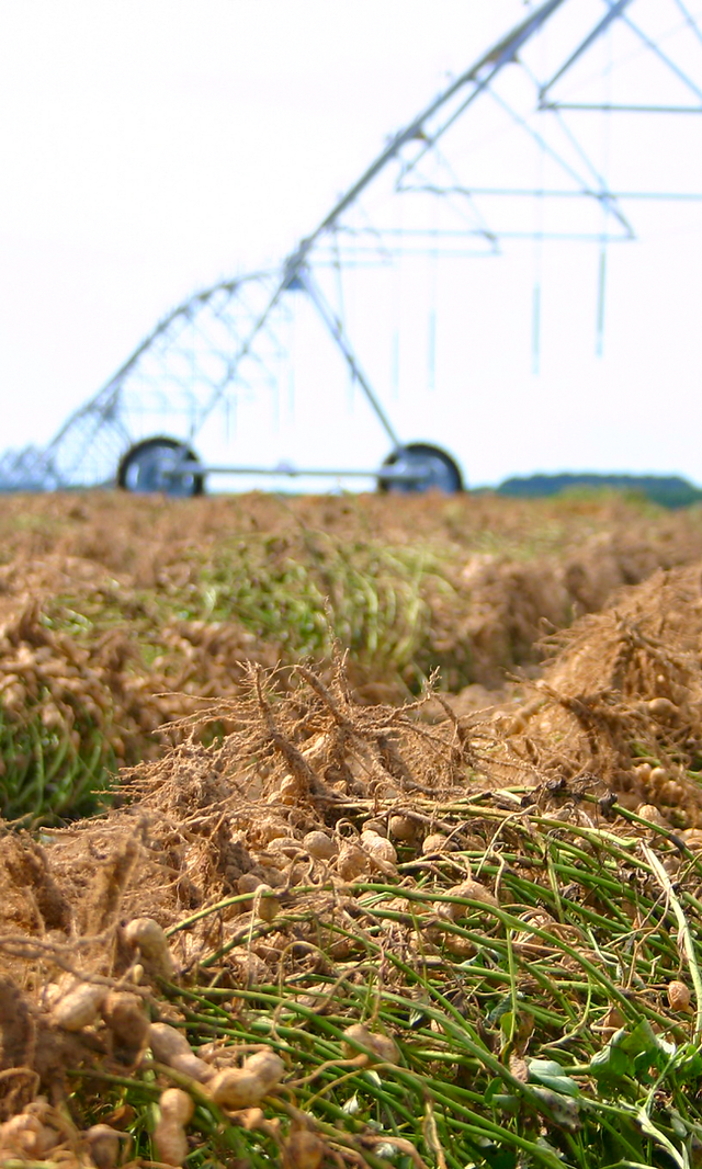 Golden Grove Usa Virginia In Shell Peanuts