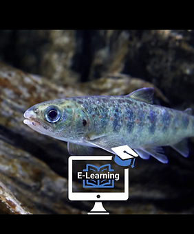 E-læring Fiskevelferd.png