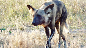 Wild with Excitement Over Africa’s Wild Dogs