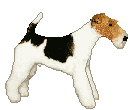 Chien
