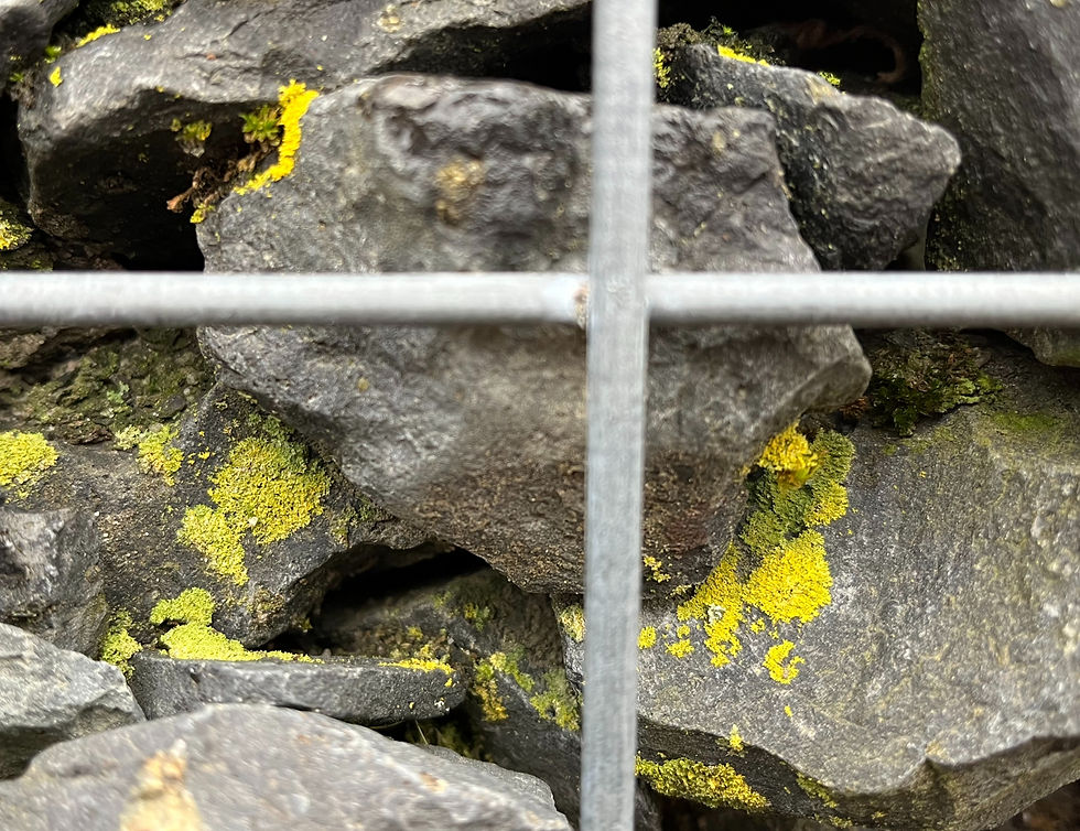 First Dooiermos starts to appear