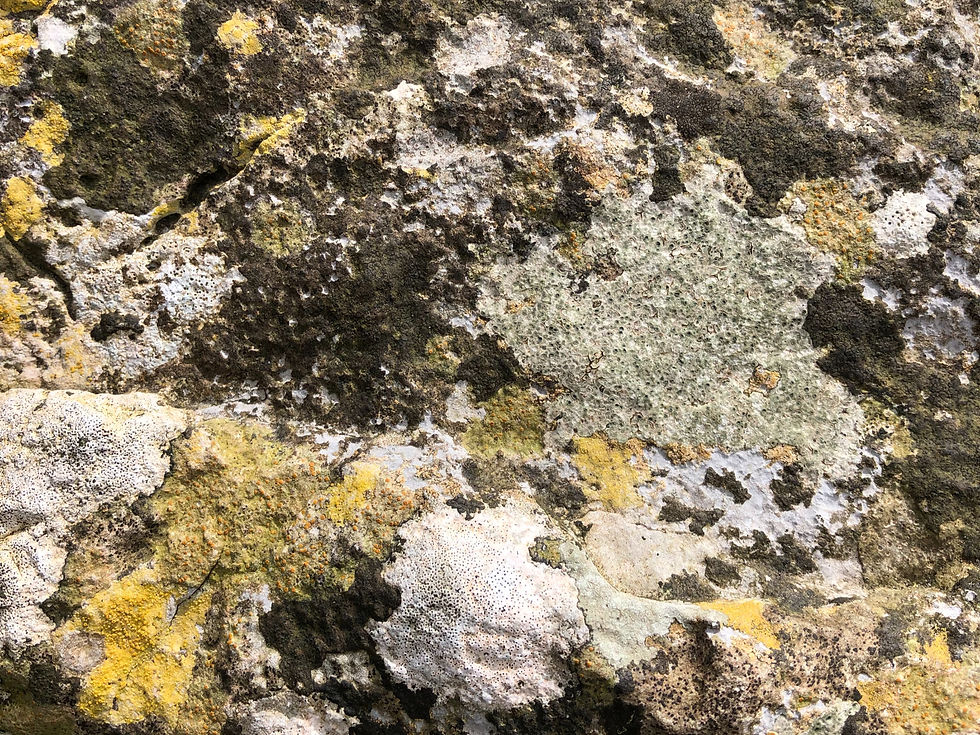 Layers of lichens start to appear