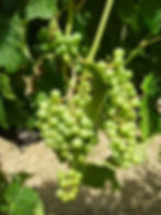 201312_Merlot Bunch.jpg